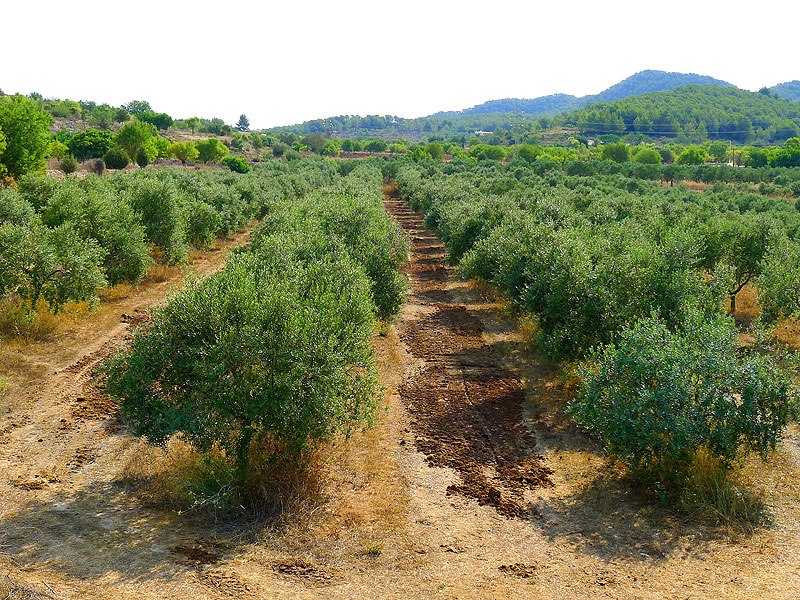 Olive tree plantation in Benimussa, Ibiza