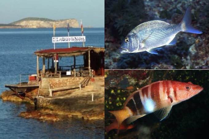 Young Adult in Ibiza Aquarium Cap Blanc Ibiza Spotlight