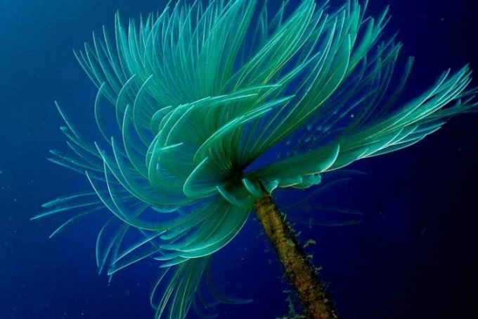 Scuba Diving Ibiza - seaweed
