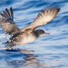 Ein Paradies für Vogelbeobachter: Birdwatching auf Ibiza und Formentera