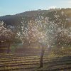 Fiesta de San Antonio - Passeggiata notturna sotto i mandorli in fiore